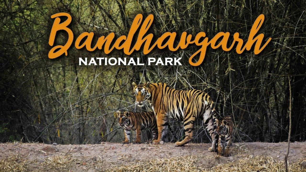 Pench Safari Package - 2 Nights / 3 Days
