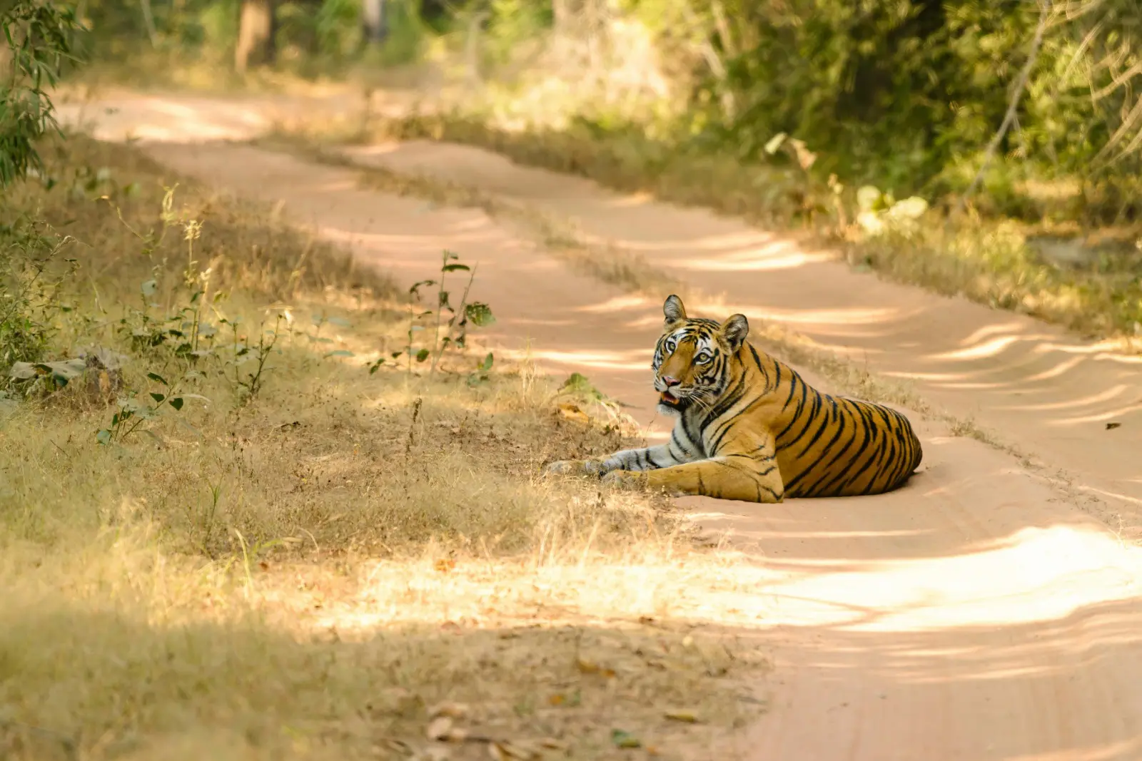 Kanha Safari Package - 1 Night / 2 Days