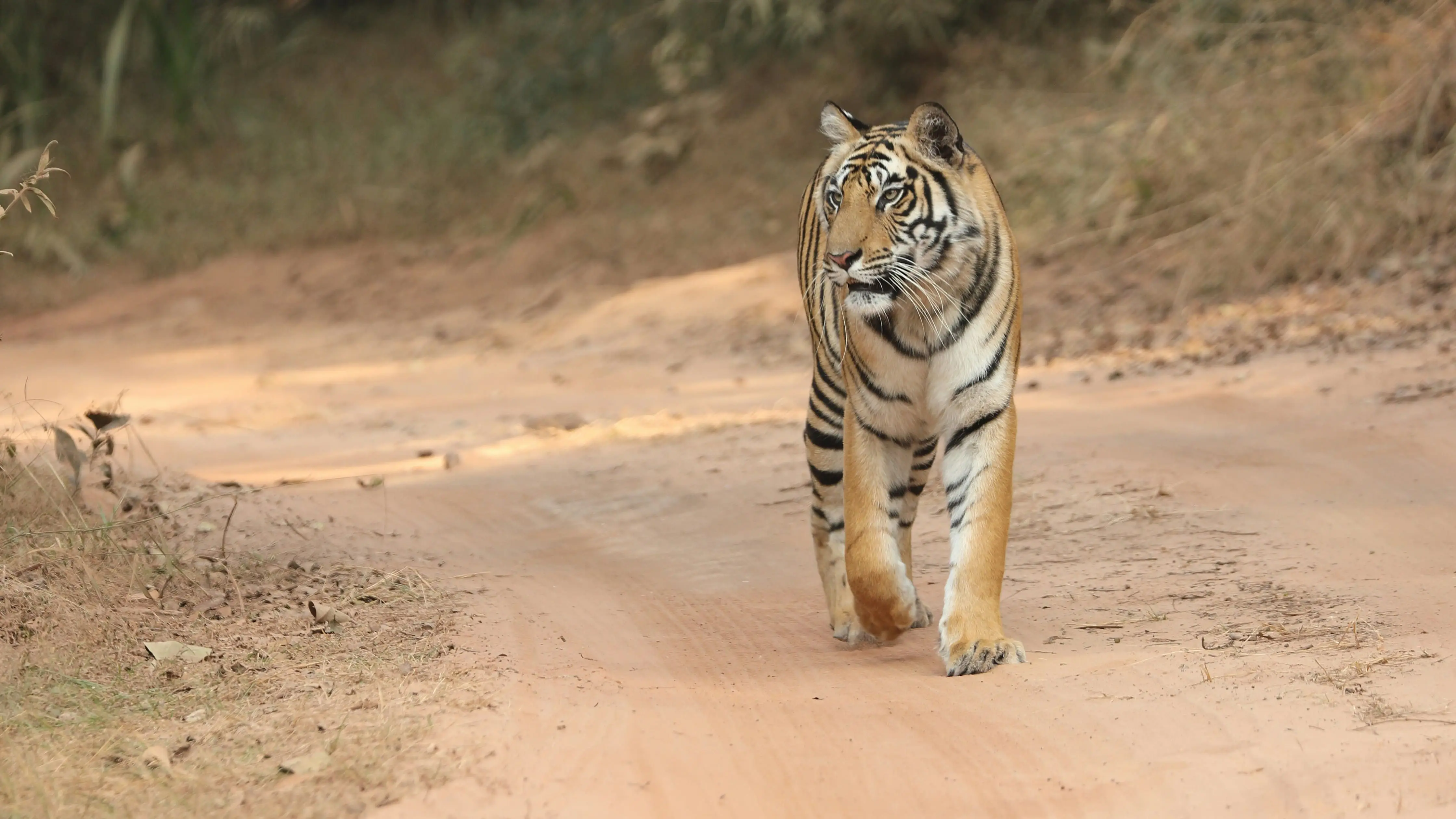 Panna Safari Package - 1 Night / 2 Days