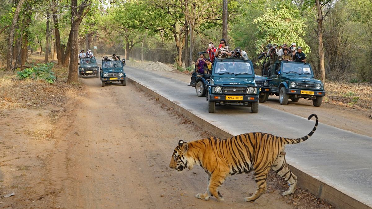 MP jungle safari travel guide