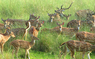 MP jungle safari travel guide