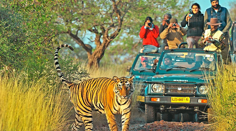 MP jungle safari travel guide