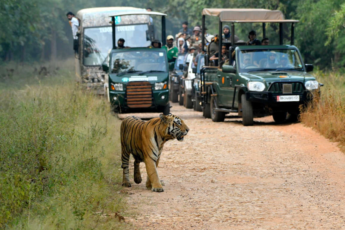 MP jungle safari travel guide