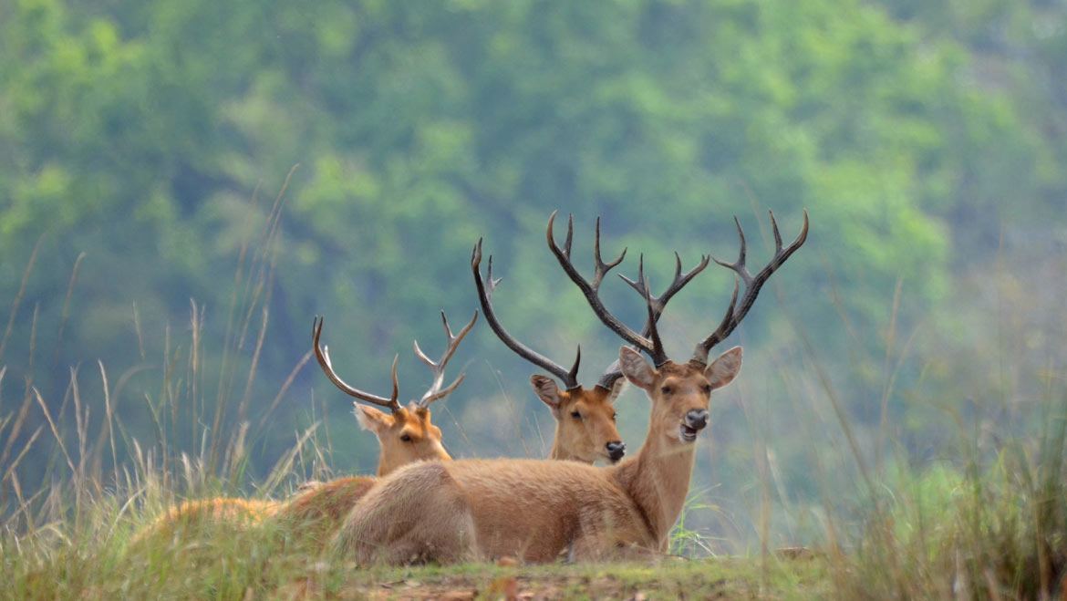 MP jungle safari travel guide