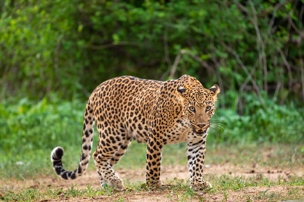 Sanjay-Dubri Safari Package - 3 Nights / 4 Days